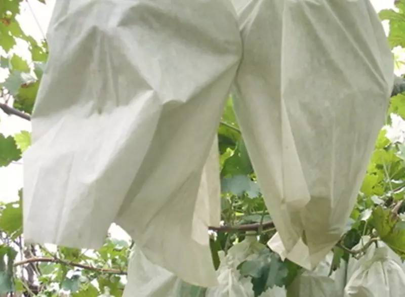 不想讓果袋紙穿洞，就用果袋紙消泡劑