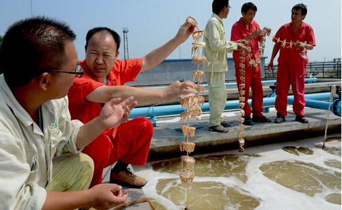 生物水處理消泡劑在生物水處理中的應(yīng)用