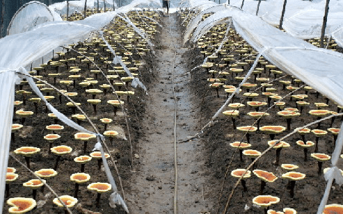 發(fā)酵消泡劑在生物發(fā)酵中的應(yīng)用