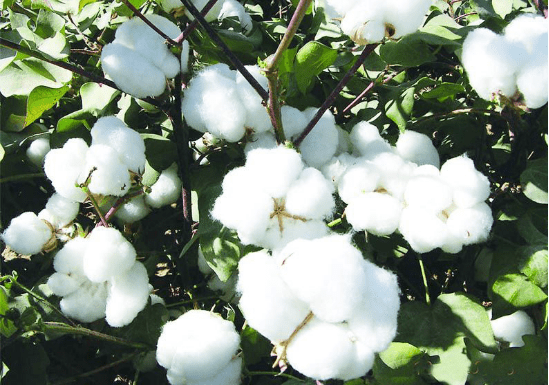 棉籽深加工用消泡劑的應(yīng)用 棉籽深加工用消泡劑的應(yīng)用